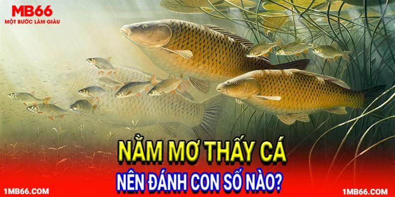 Con số may mắn khi nằm mơ thấy cá