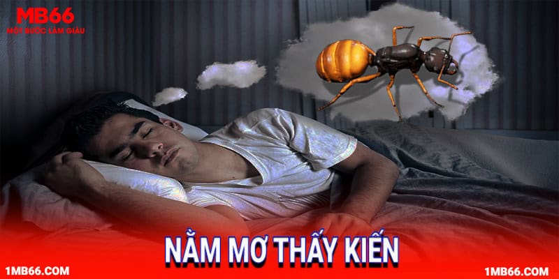 Giải mã nằm mơ thấy kiến