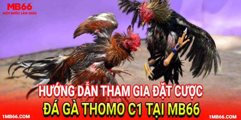 Hướng dẫn tham gia đặt cược đá gà thomo c1 tại MB66