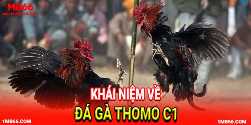 Khái niệm về đá gà thomo c1