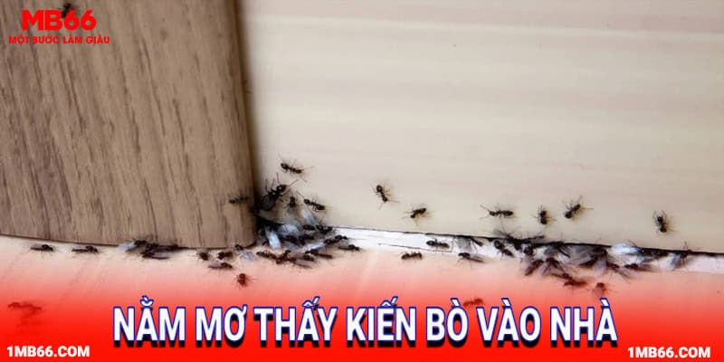 Nằm mơ thấy kiến bò vào nhà