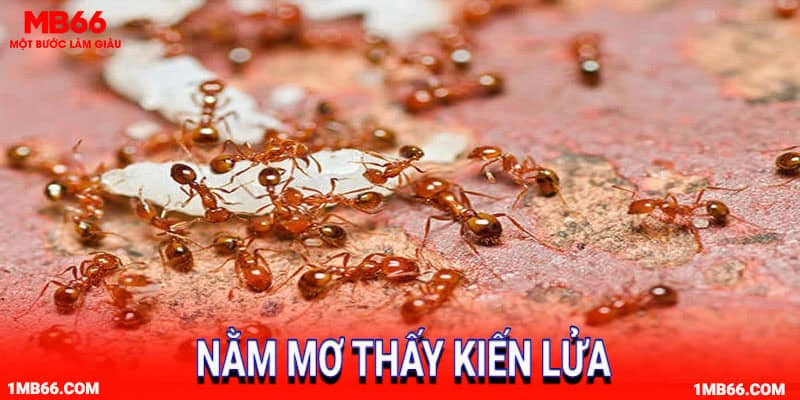 Nằm mơ thấy kiến lửa là điềm gì?