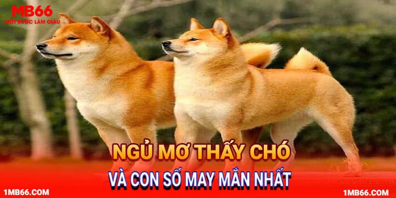 Ngủ mơ thấy chó số mấy may mắn 