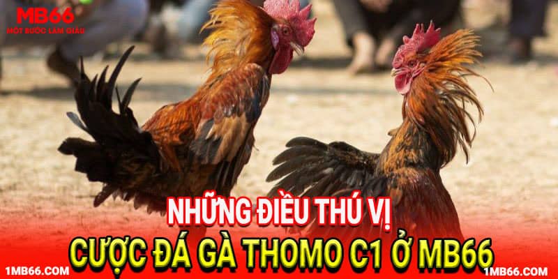 Những điều thú vị khi cược đá gà thomo c1 tại MB66