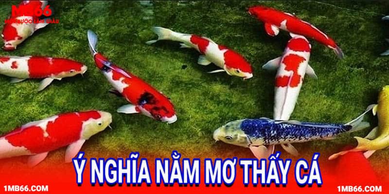 Ý Nghĩa Nằm Mơ Thấy Cá