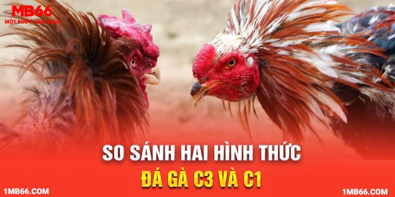 So sánh hai hình thức đá gà C3 và C1