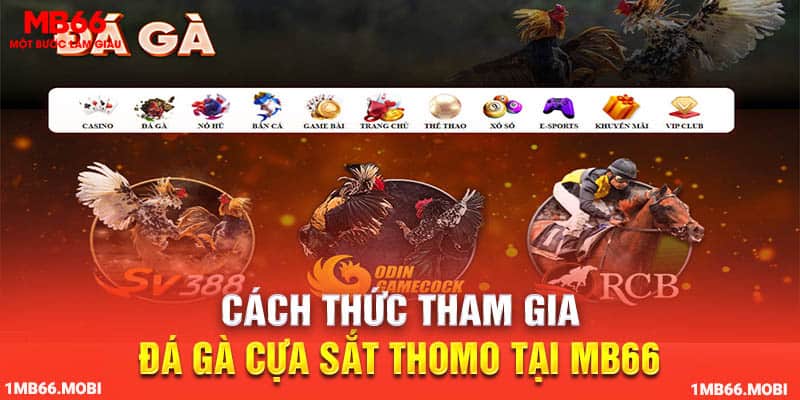 Cách thức tham gia đá gà cựa sắt Thomo