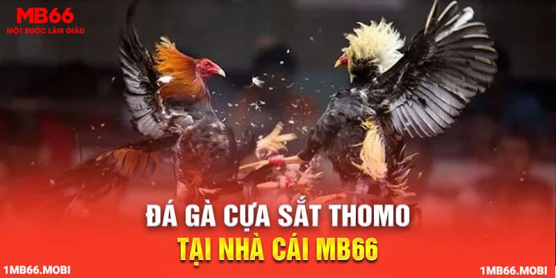 đá gà cựa sắt Thomo