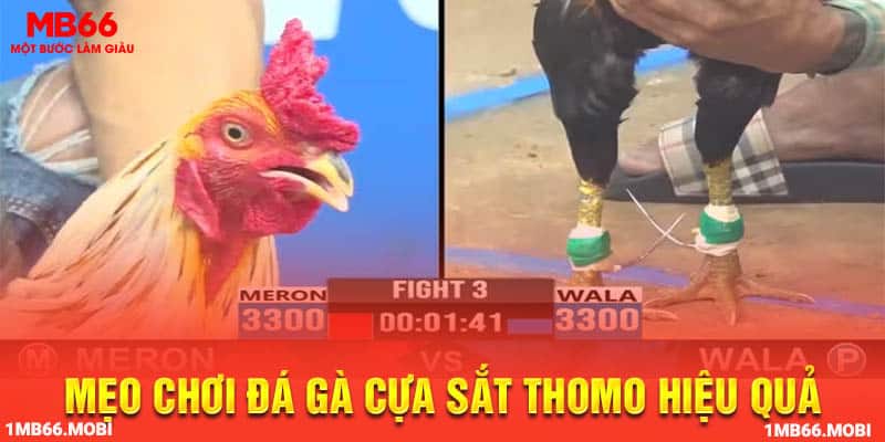 Mẹo chơi đá gà cựa sắt Thomo hiệu quả